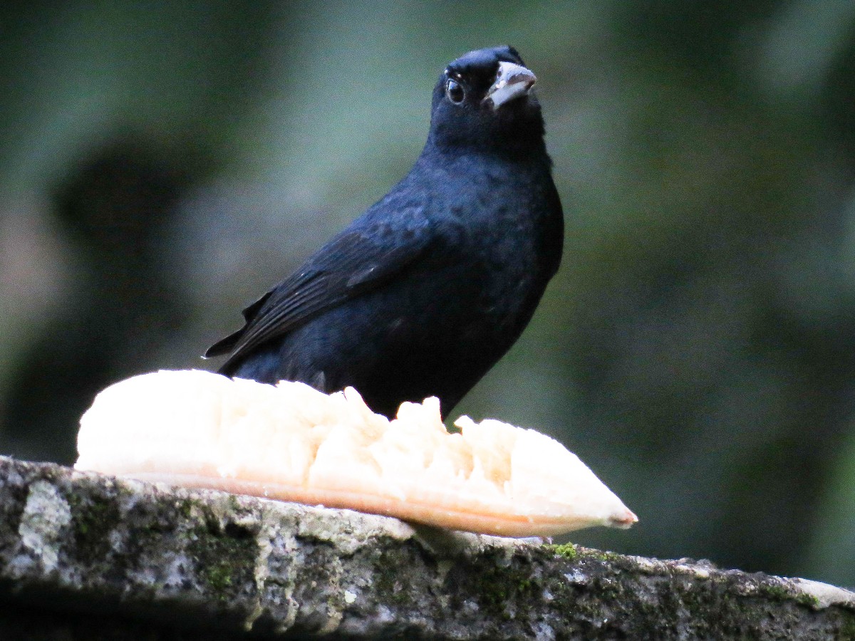 Ruby-crowned Tanager - ML586468571