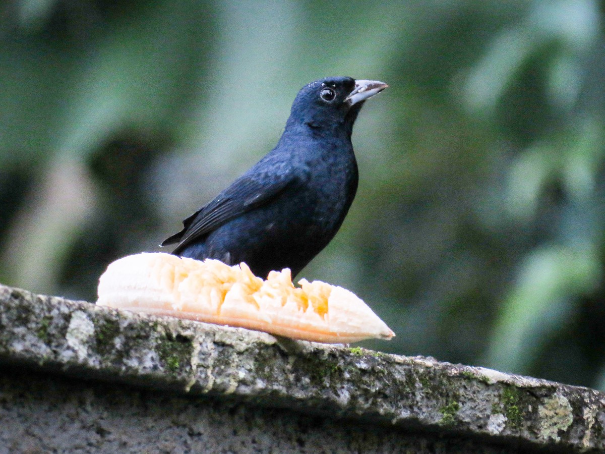 Ruby-crowned Tanager - ML586468591