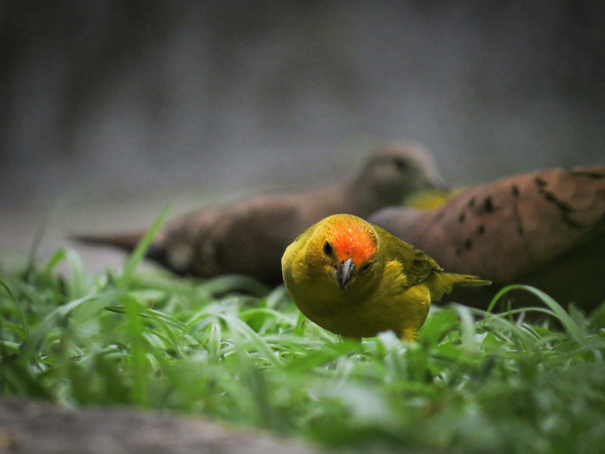 Saffron Finch - ML586468811