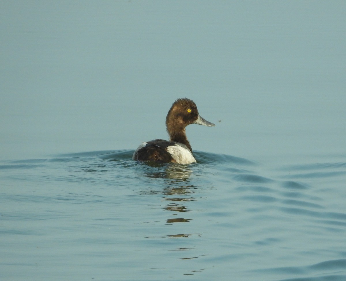 Lesser Scaup - Amy Lyyski