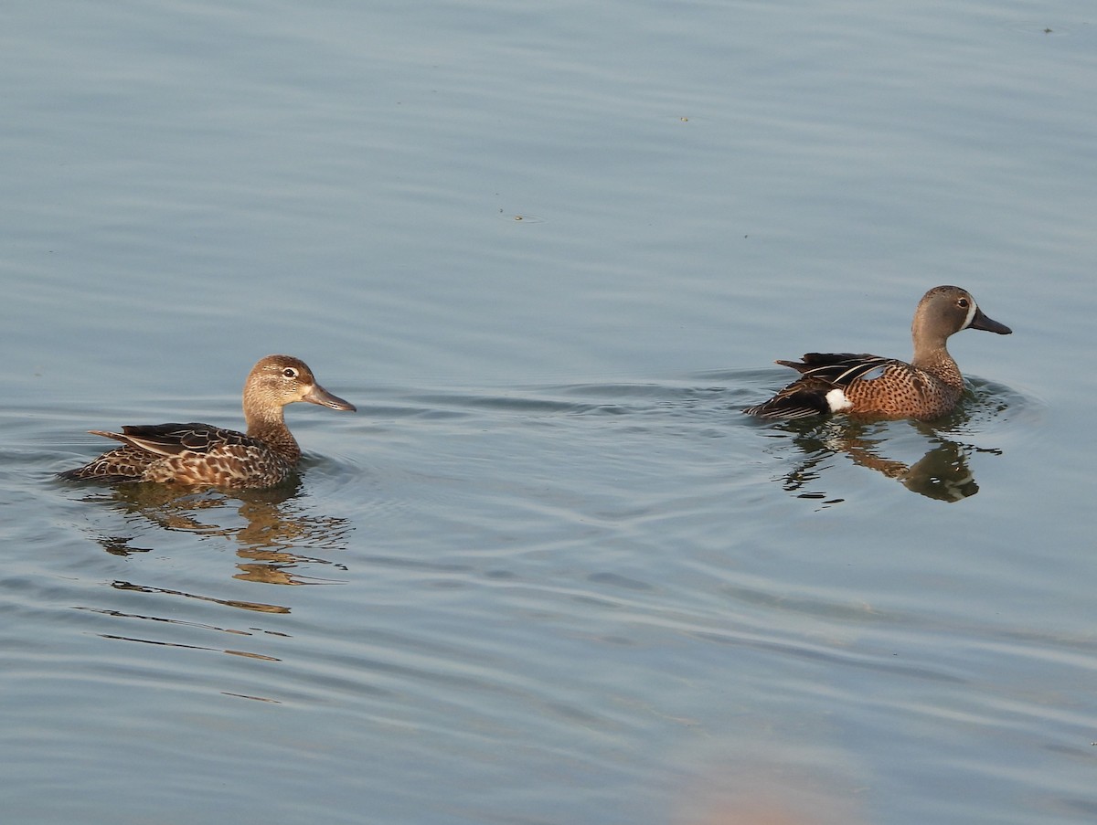 Blue-winged Teal - Amy Lyyski