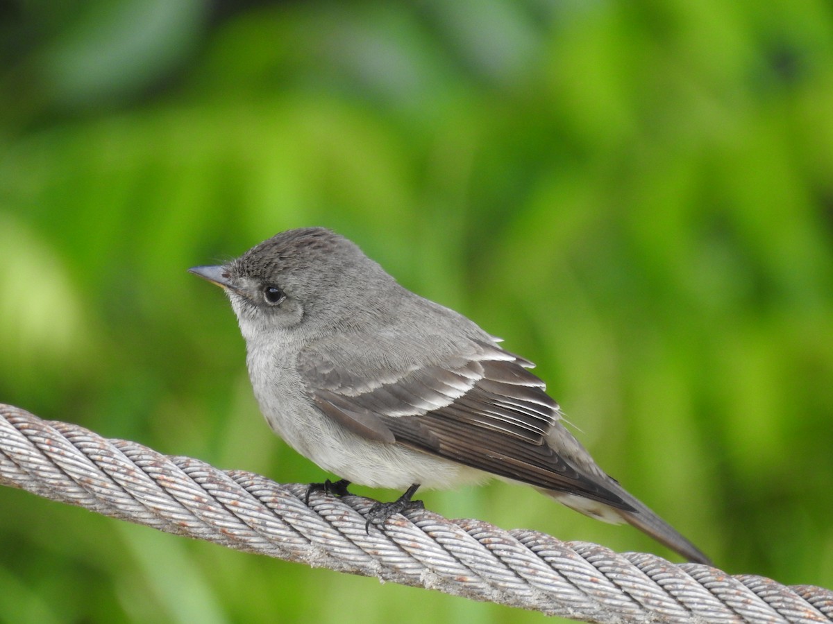 Western Wood-Pewee - ML586469561