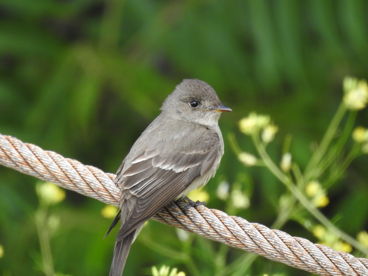 Western Wood-Pewee - ML586469581