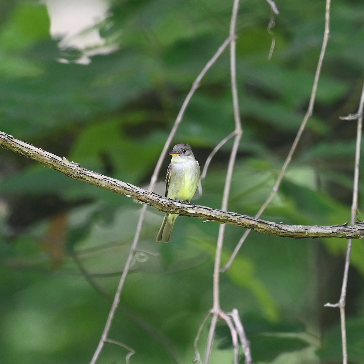 Acadian Flycatcher - ML586470181