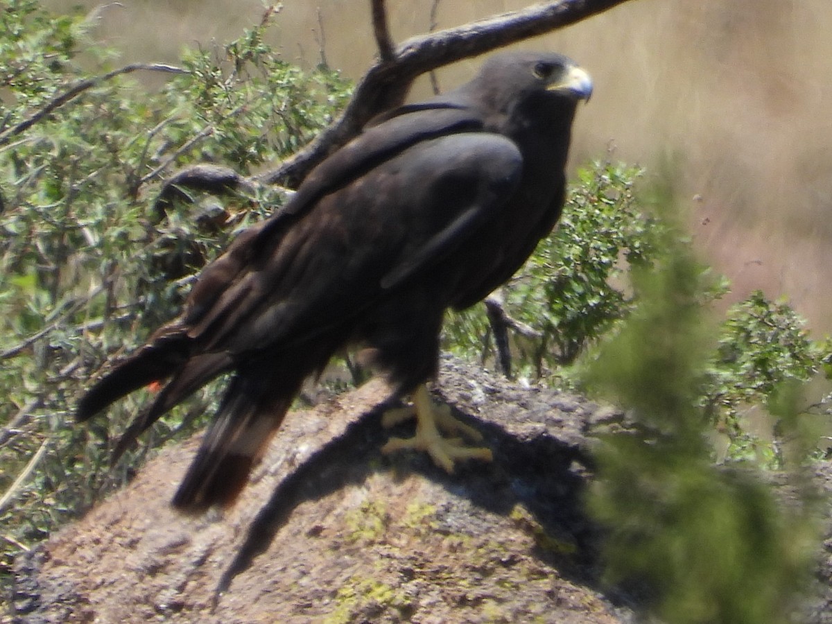 Zone-tailed Hawk - Caley Thomas
