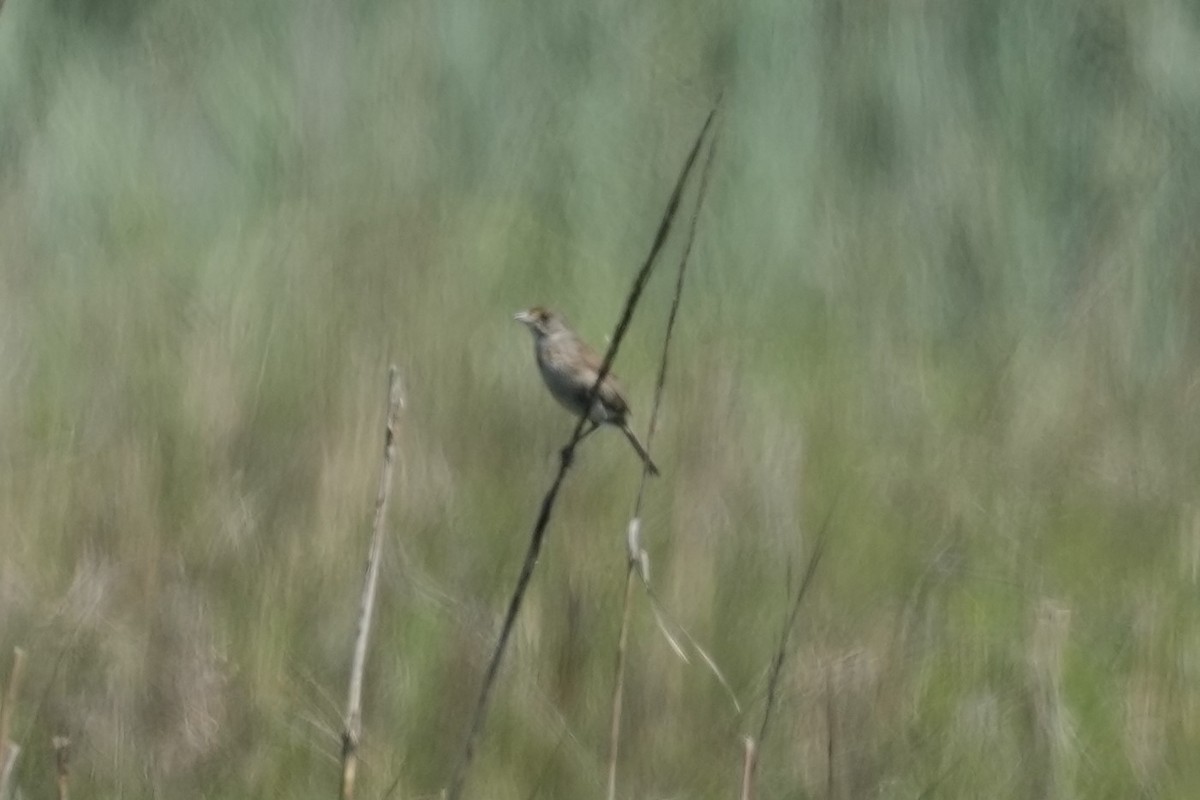 Seaside Sparrow - ML586470841