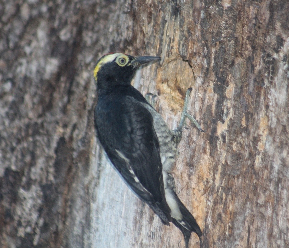 Yellow-tufted Woodpecker - ML586471701