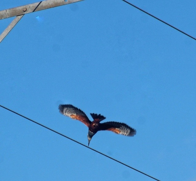 Ringed Kingfisher - ML586471731