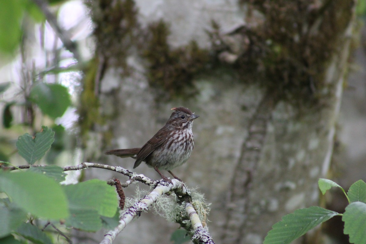 Song Sparrow - ML586472851