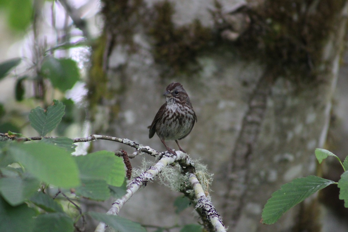 Song Sparrow - ML586472861