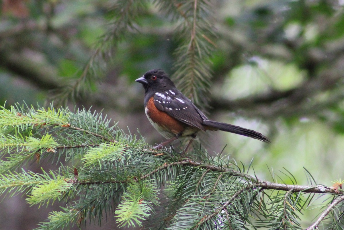 Spotted Towhee - ML586473001