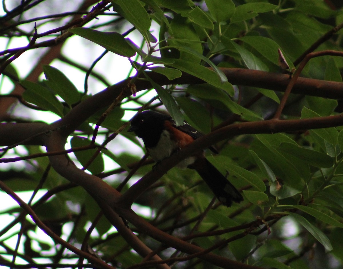 Spotted Towhee - ML586473011