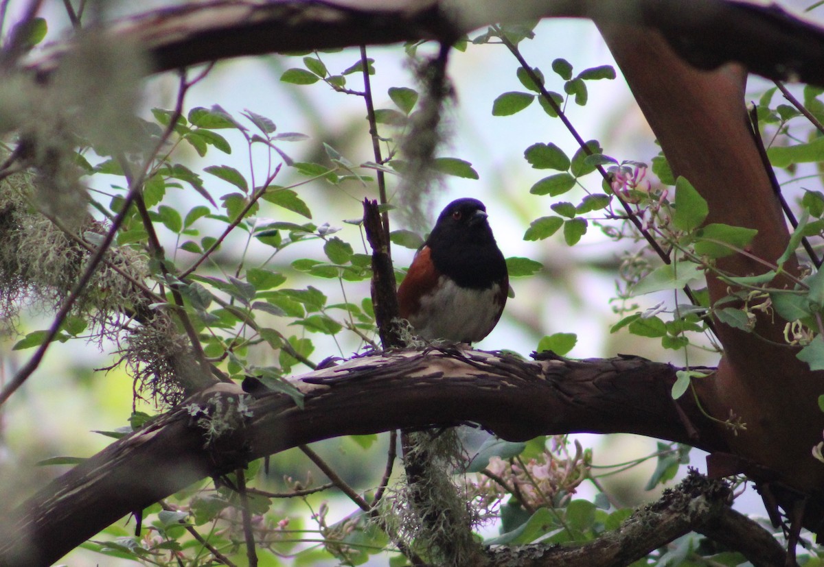 Spotted Towhee - ML586473021