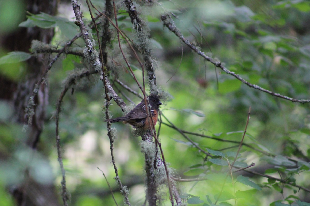 Spotted Towhee - ML586473041