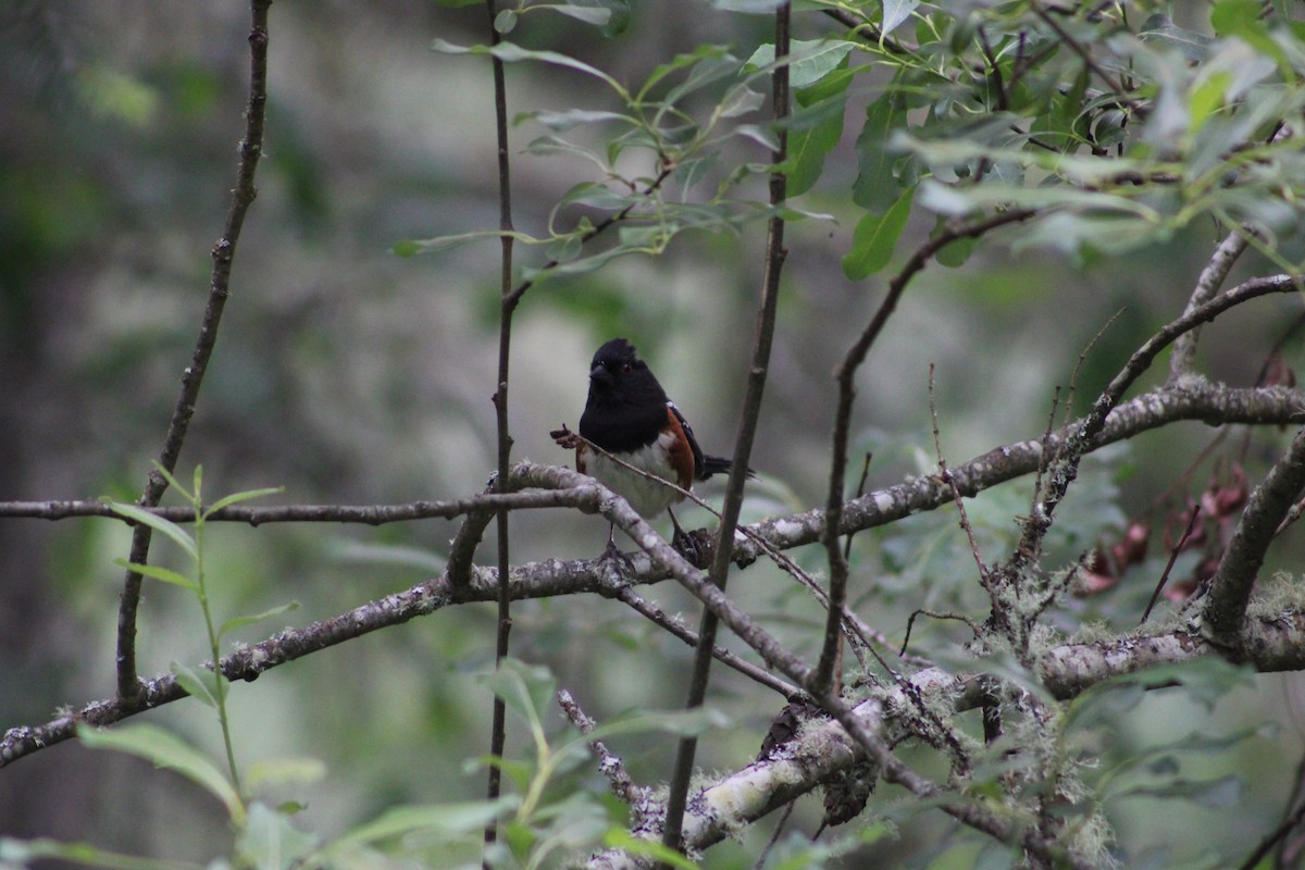 Spotted Towhee - ML586473051