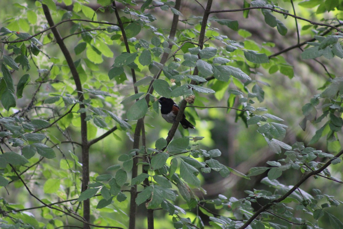 Spotted Towhee - ML586473061