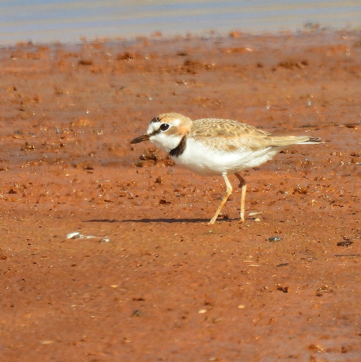 Collared Plover - ML586473181