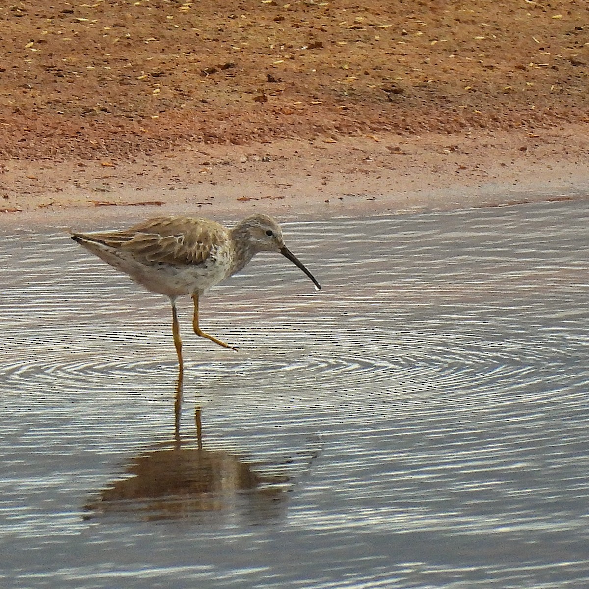 Stilt Sandpiper - ML586473241