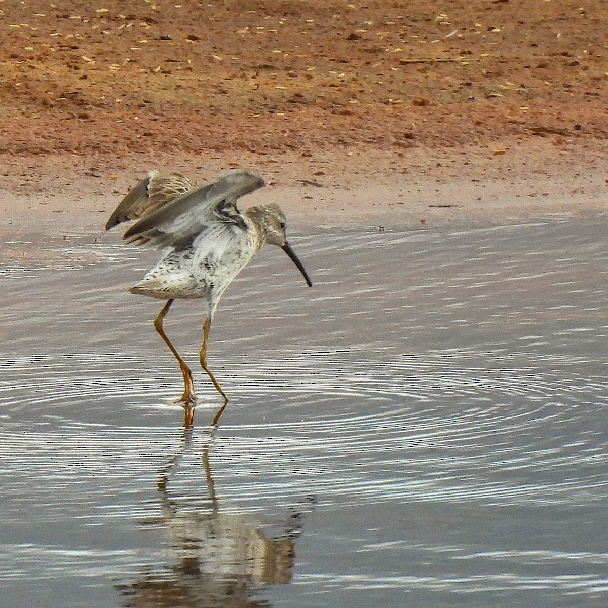 Stilt Sandpiper - ML586473261