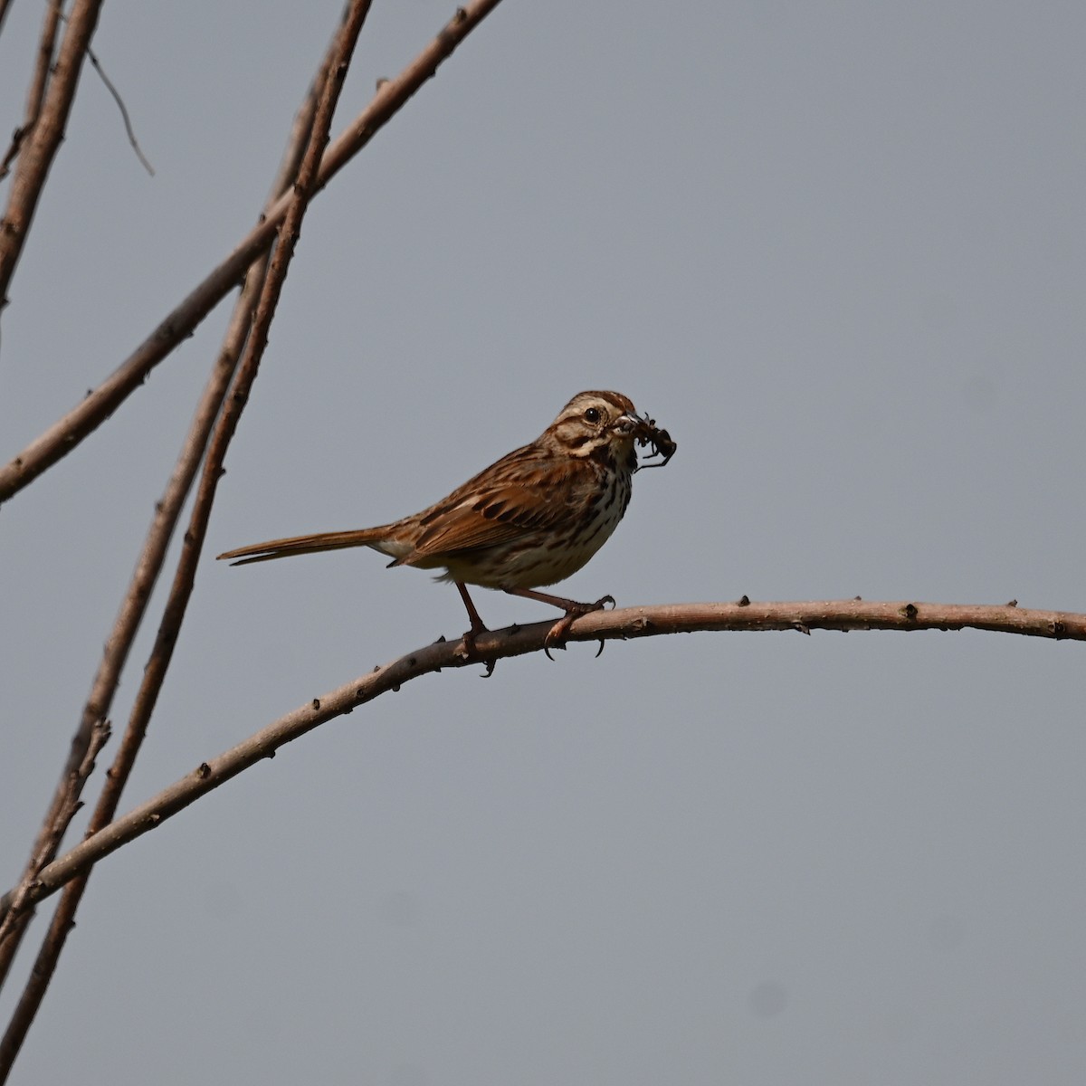 Song Sparrow - ML586473361