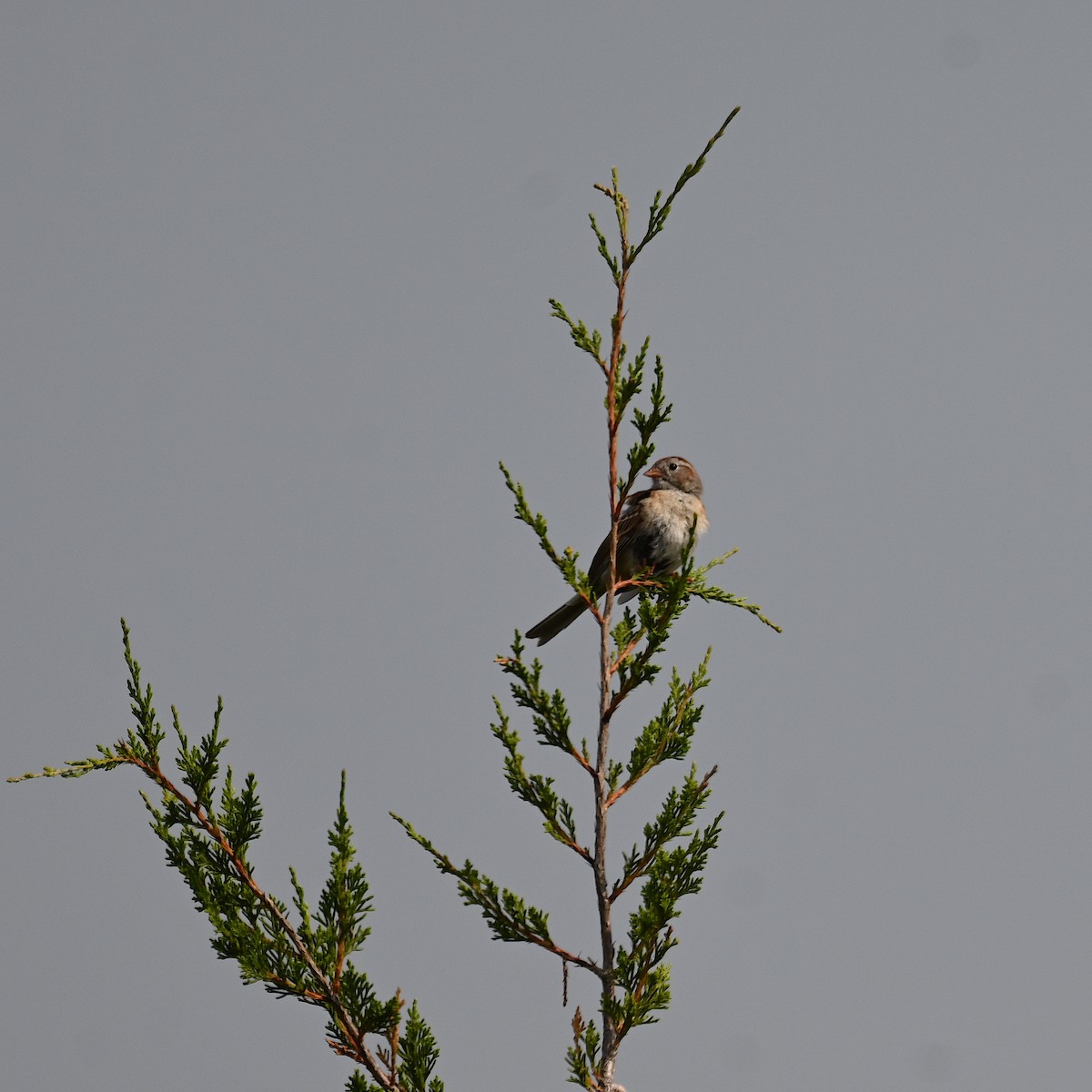 Field Sparrow - ML586473381