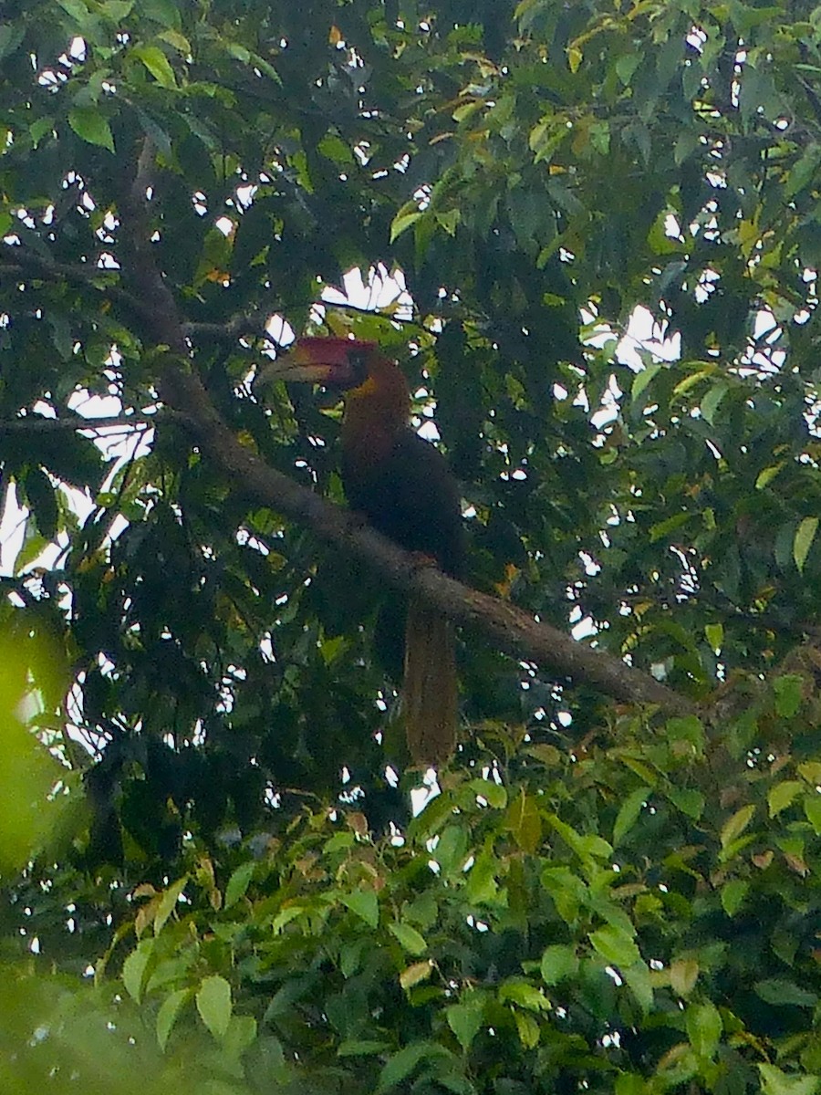 Rufous Hornbill (Southern) - ML586473561