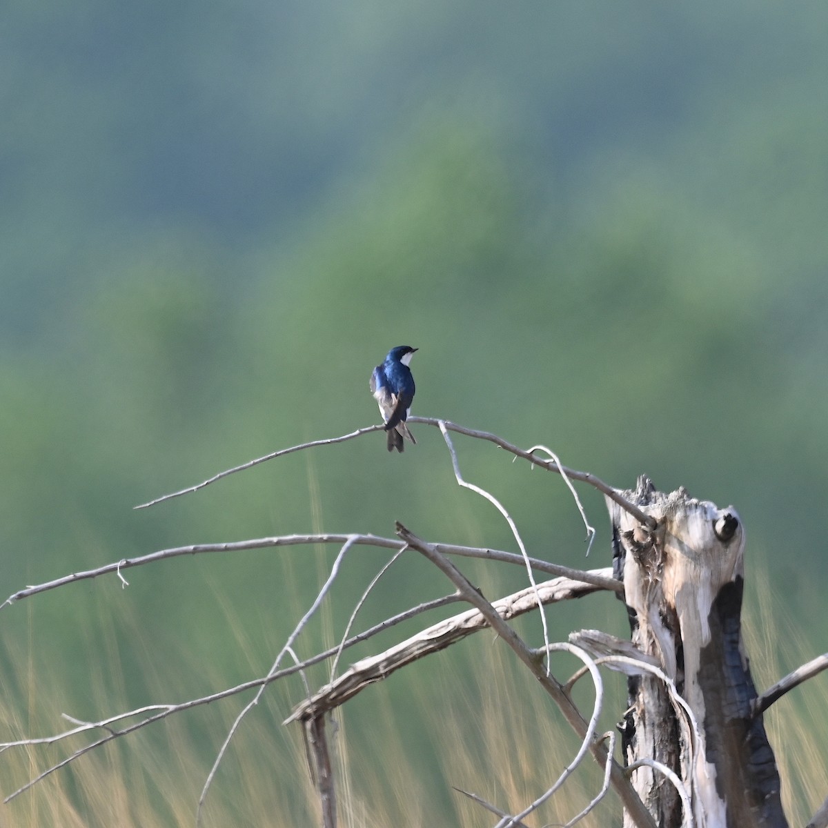 Tree Swallow - ML586473731