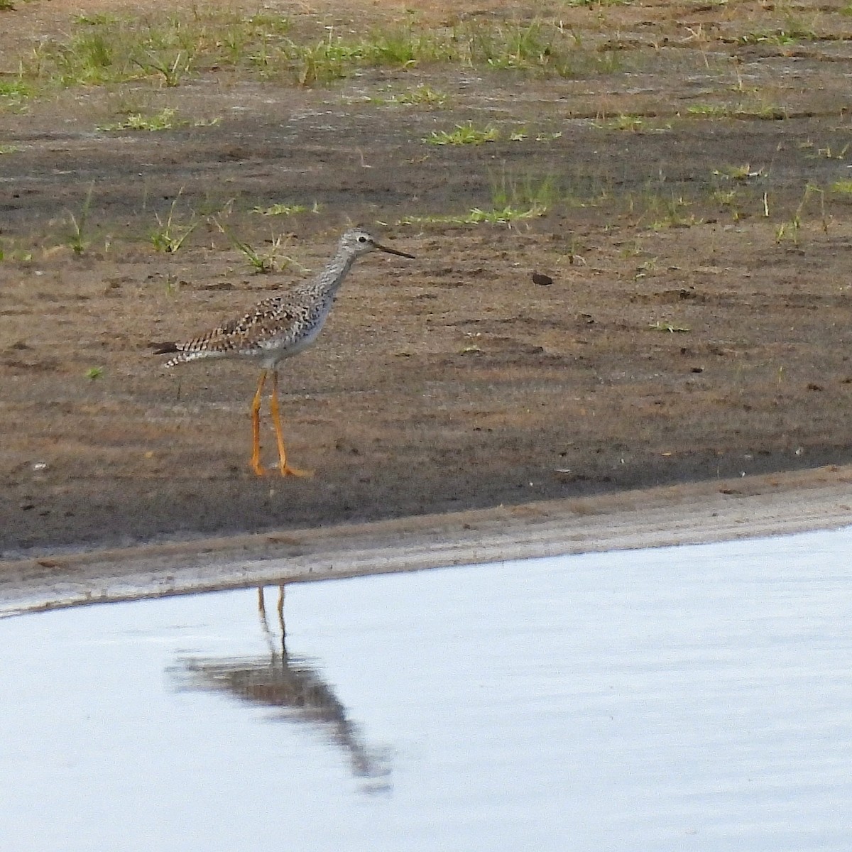 Lesser Yellowlegs - ML586473761