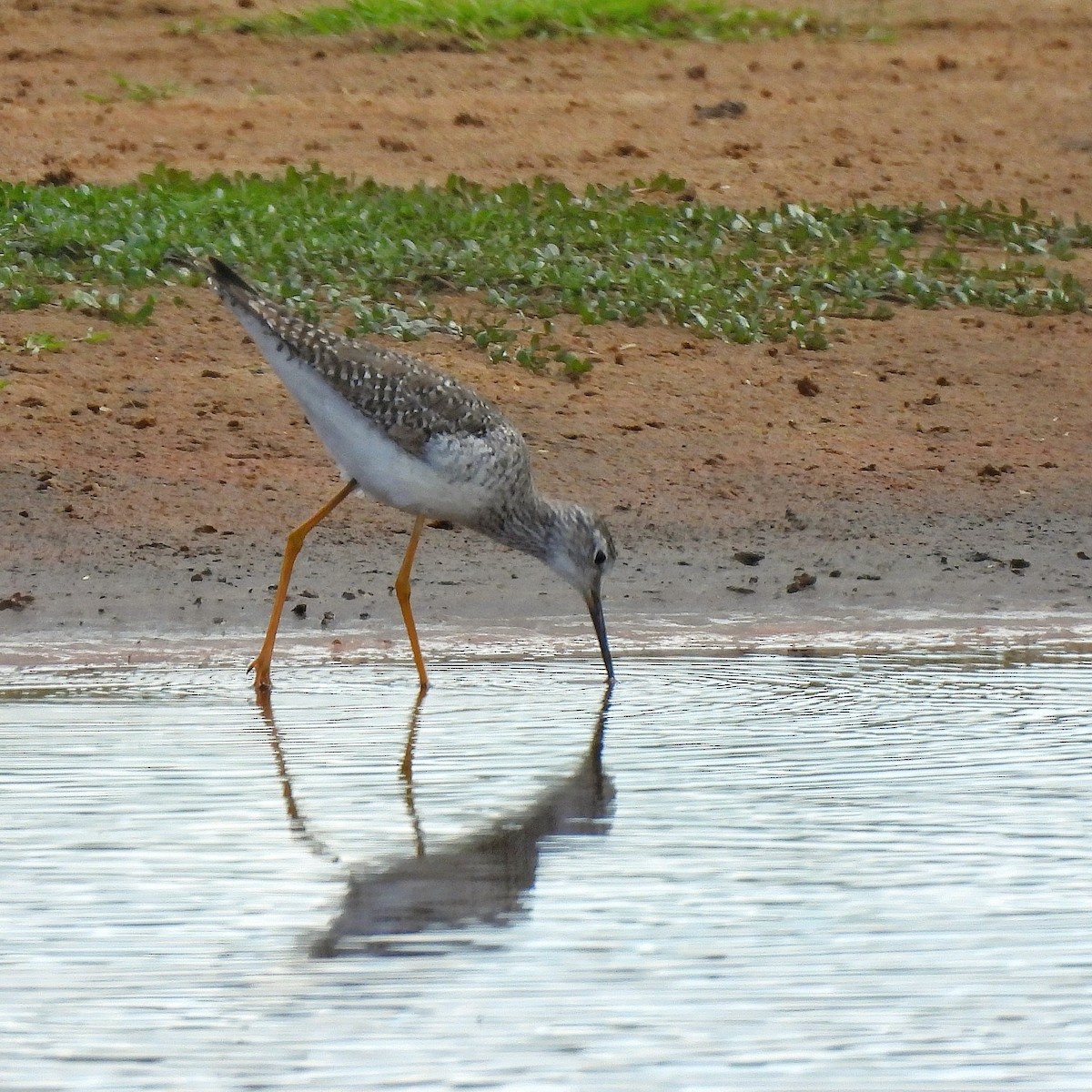 Lesser Yellowlegs - ML586473771