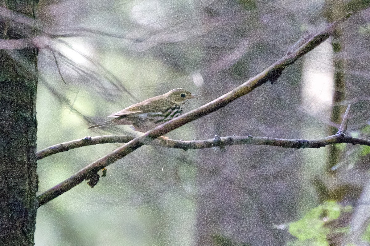 Ovenbird - ML586473791