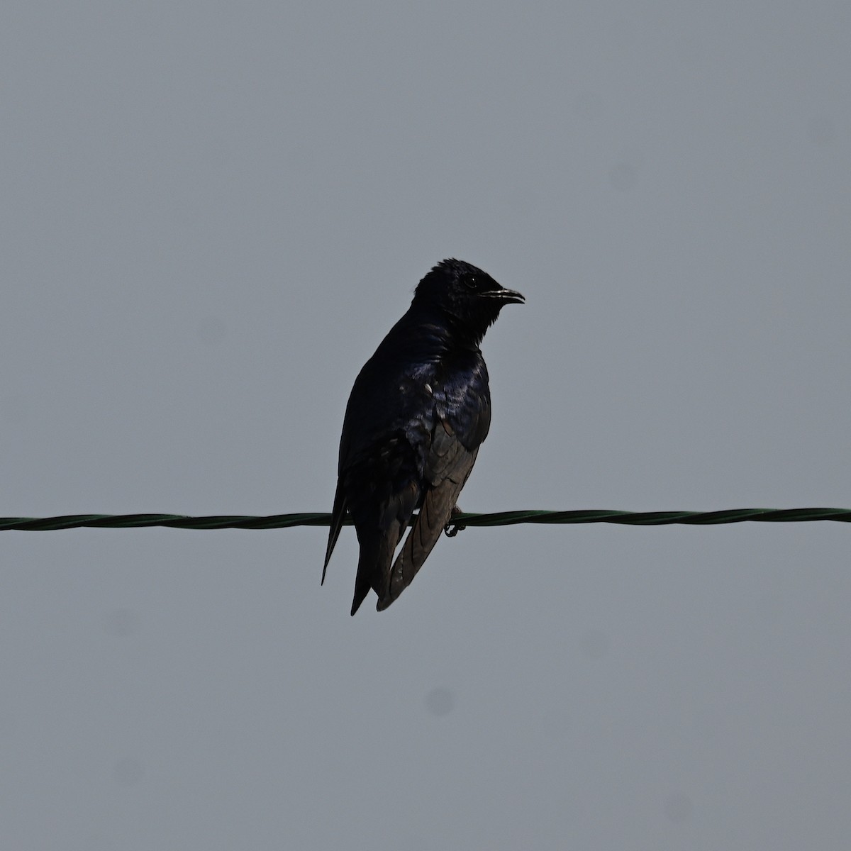 Purple Martin - ML586474051