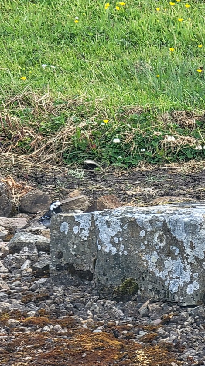 White Wagtail - Varick Cowell