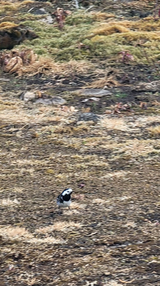 White Wagtail - Varick Cowell