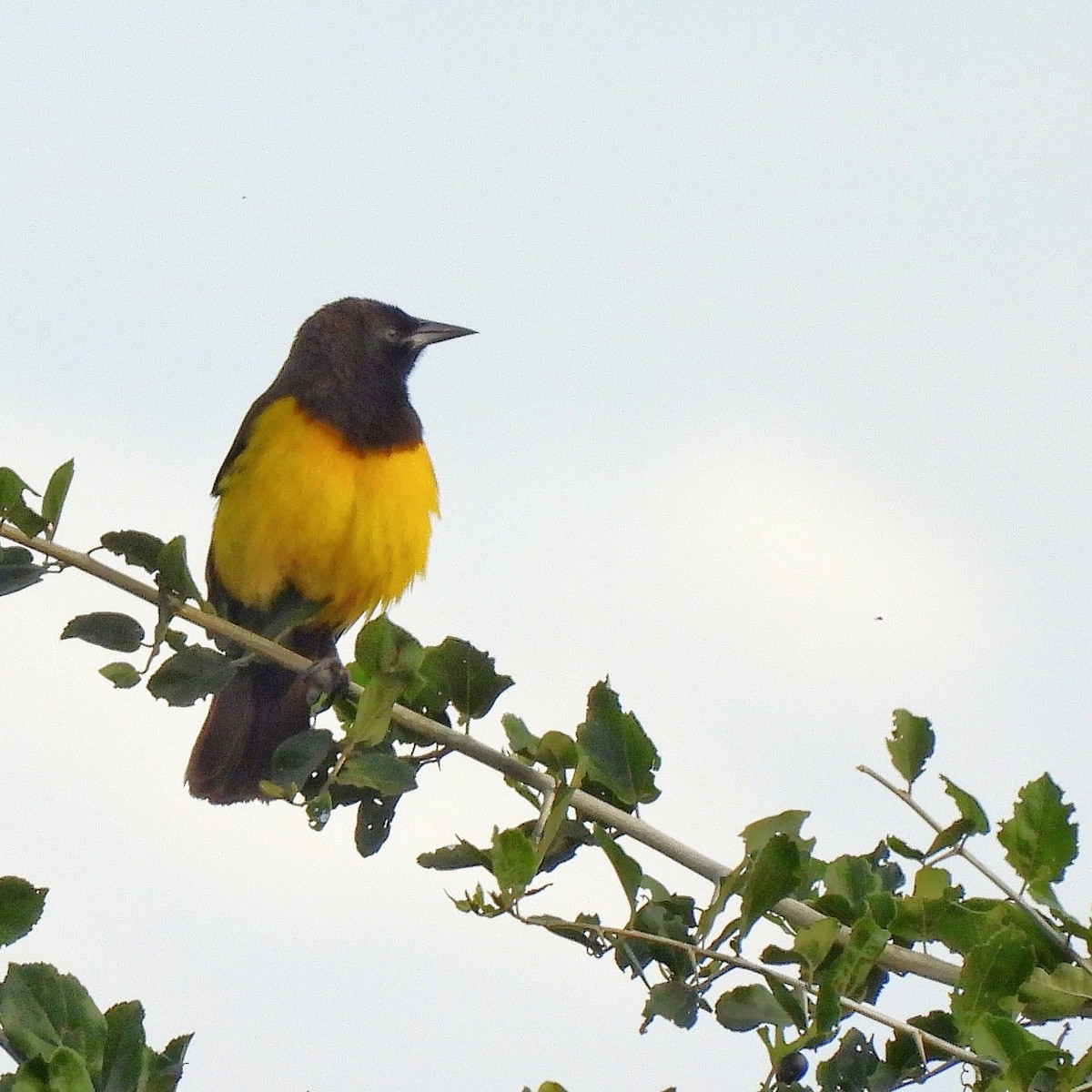 Yellow-rumped Marshbird - ML586474621