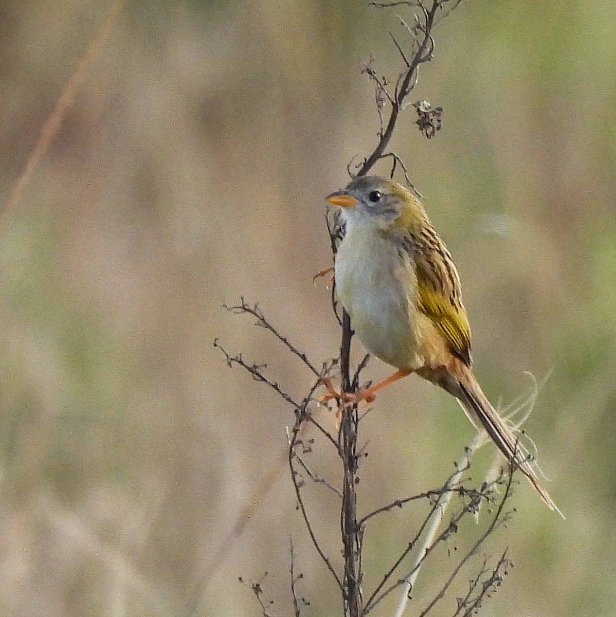 Wedge-tailed Grass-Finch - ML586474911