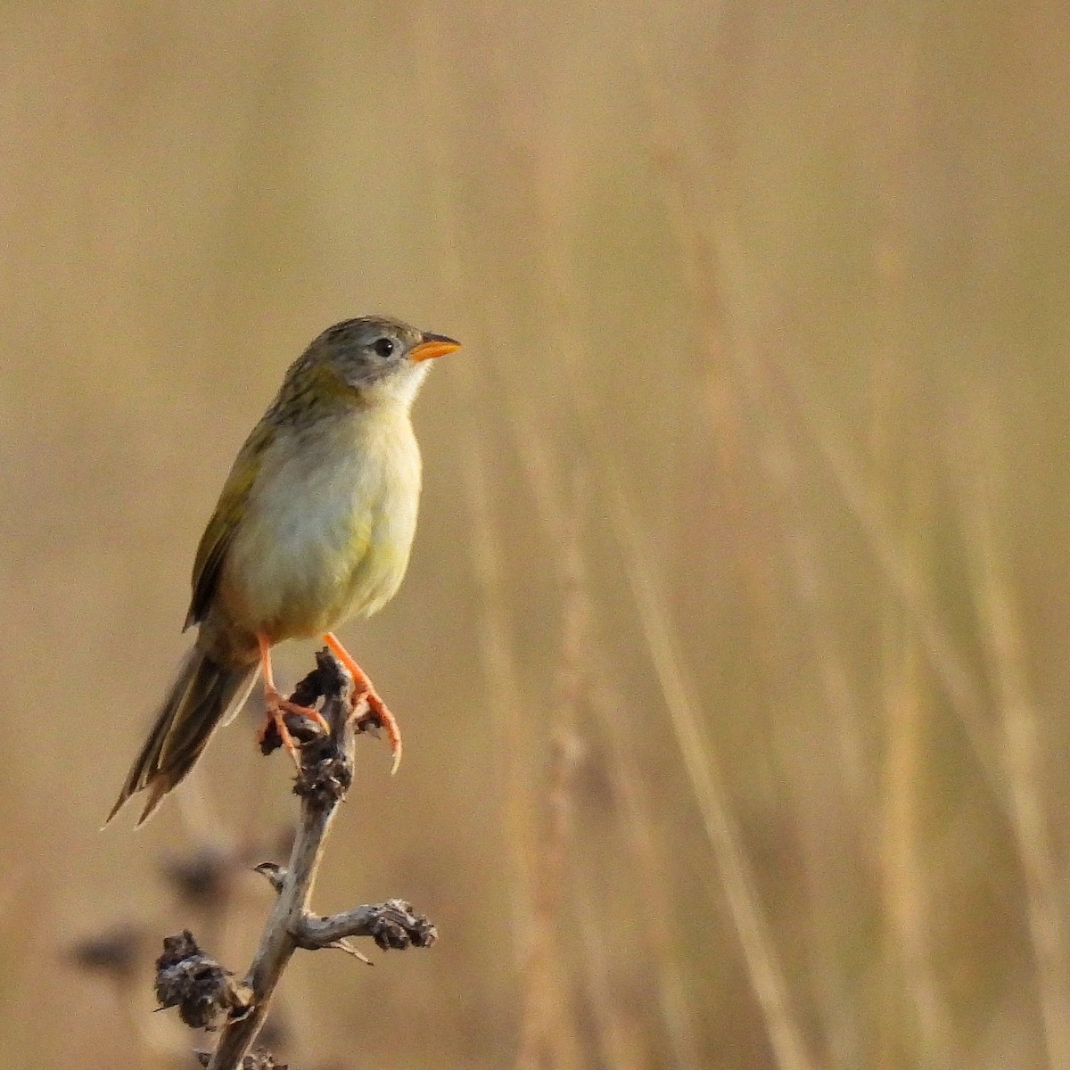Wedge-tailed Grass-Finch - ML586474921