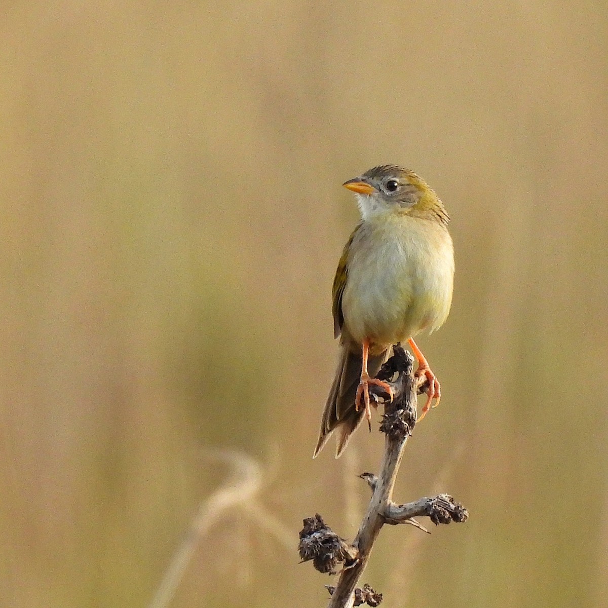 Wedge-tailed Grass-Finch - ML586474931