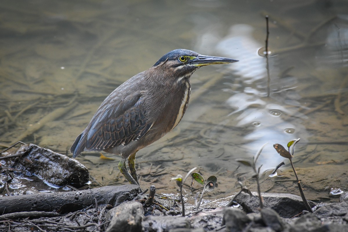 Striated Heron - ML586475421