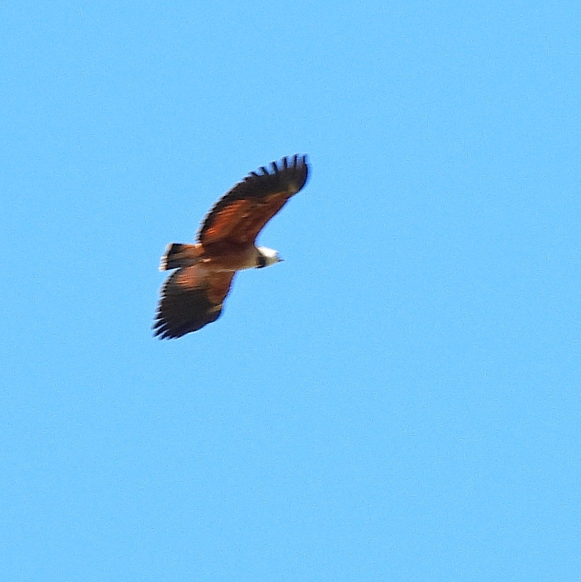 Black-collared Hawk - Pablo Bruni