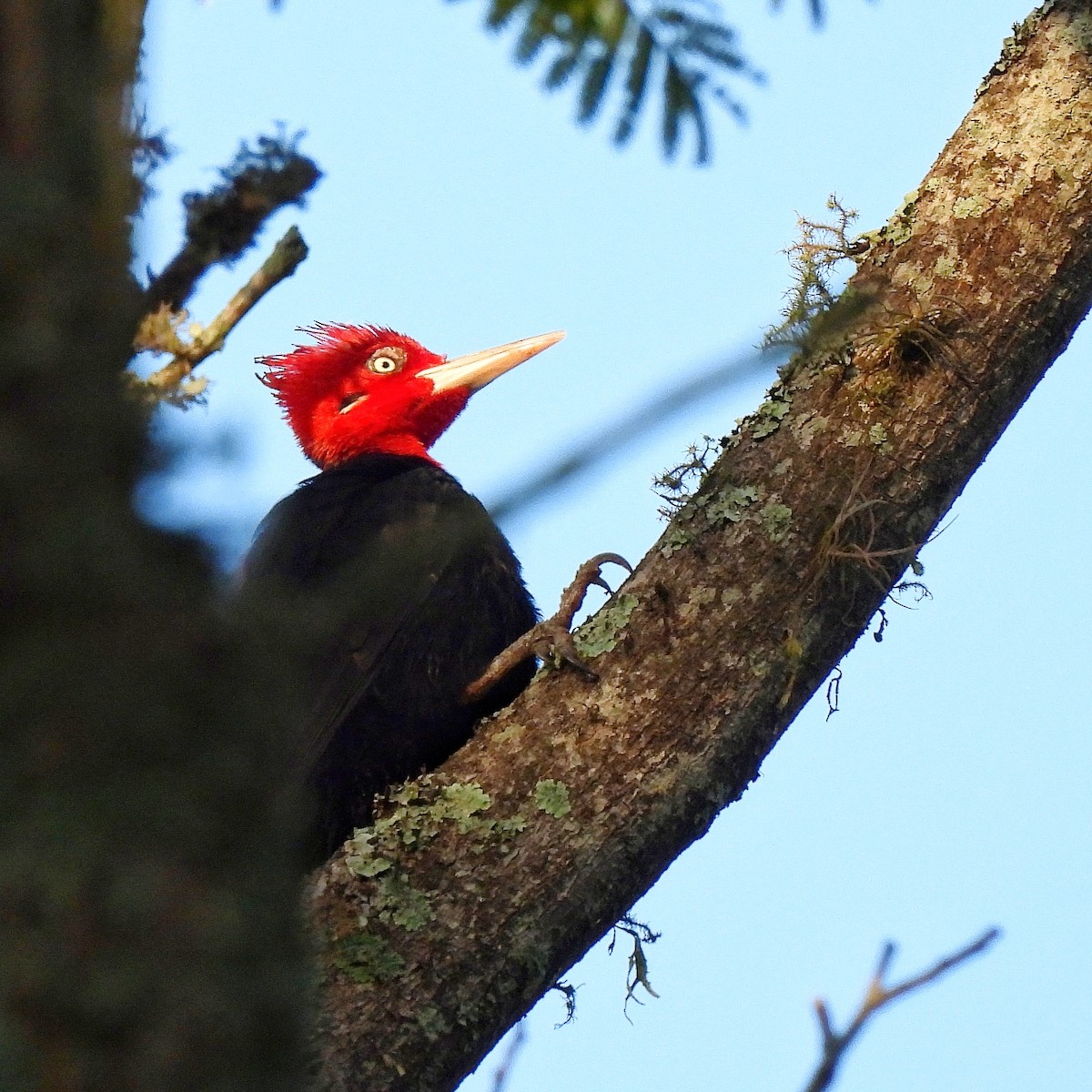 Cream-backed Woodpecker - ML586476041