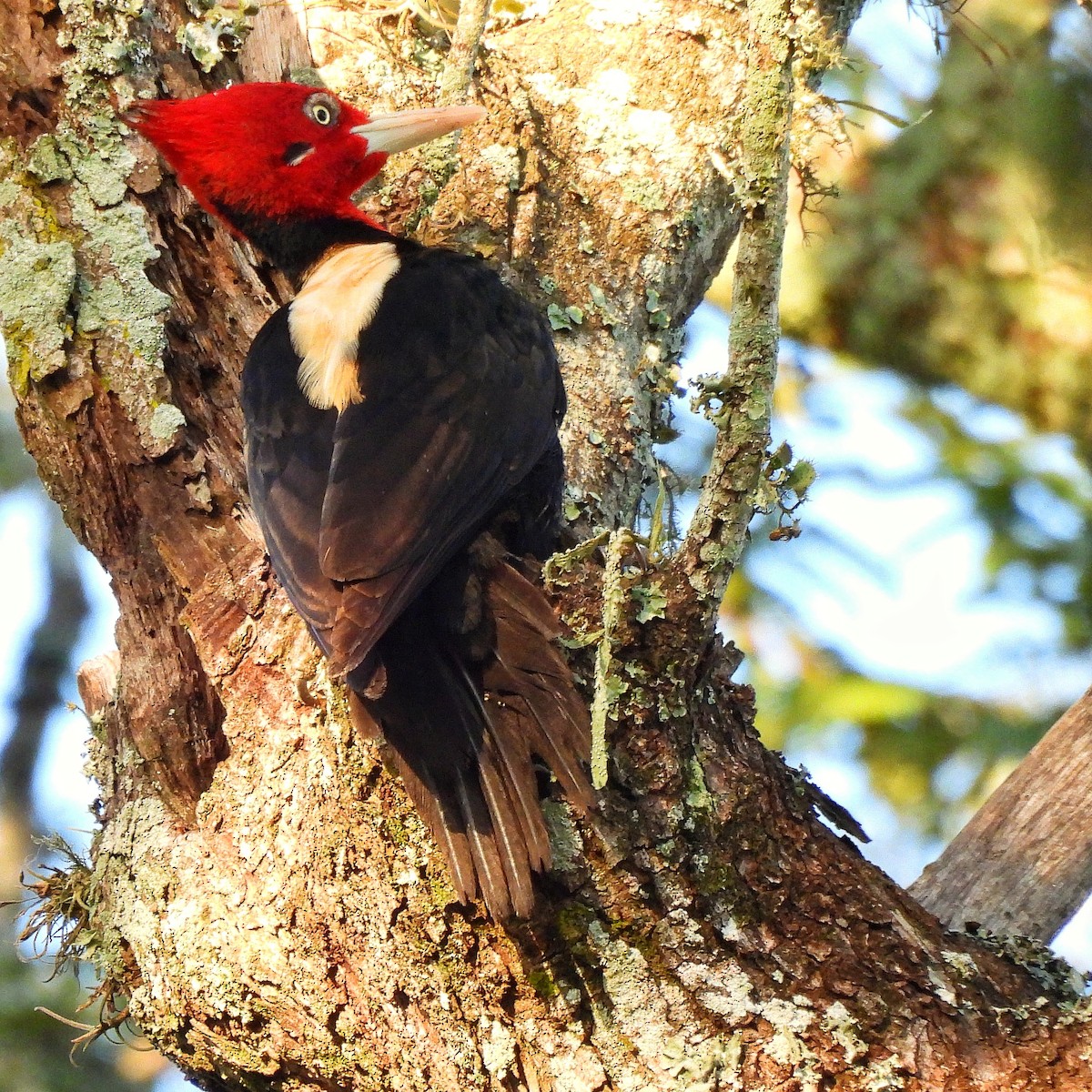 Cream-backed Woodpecker - ML586476061