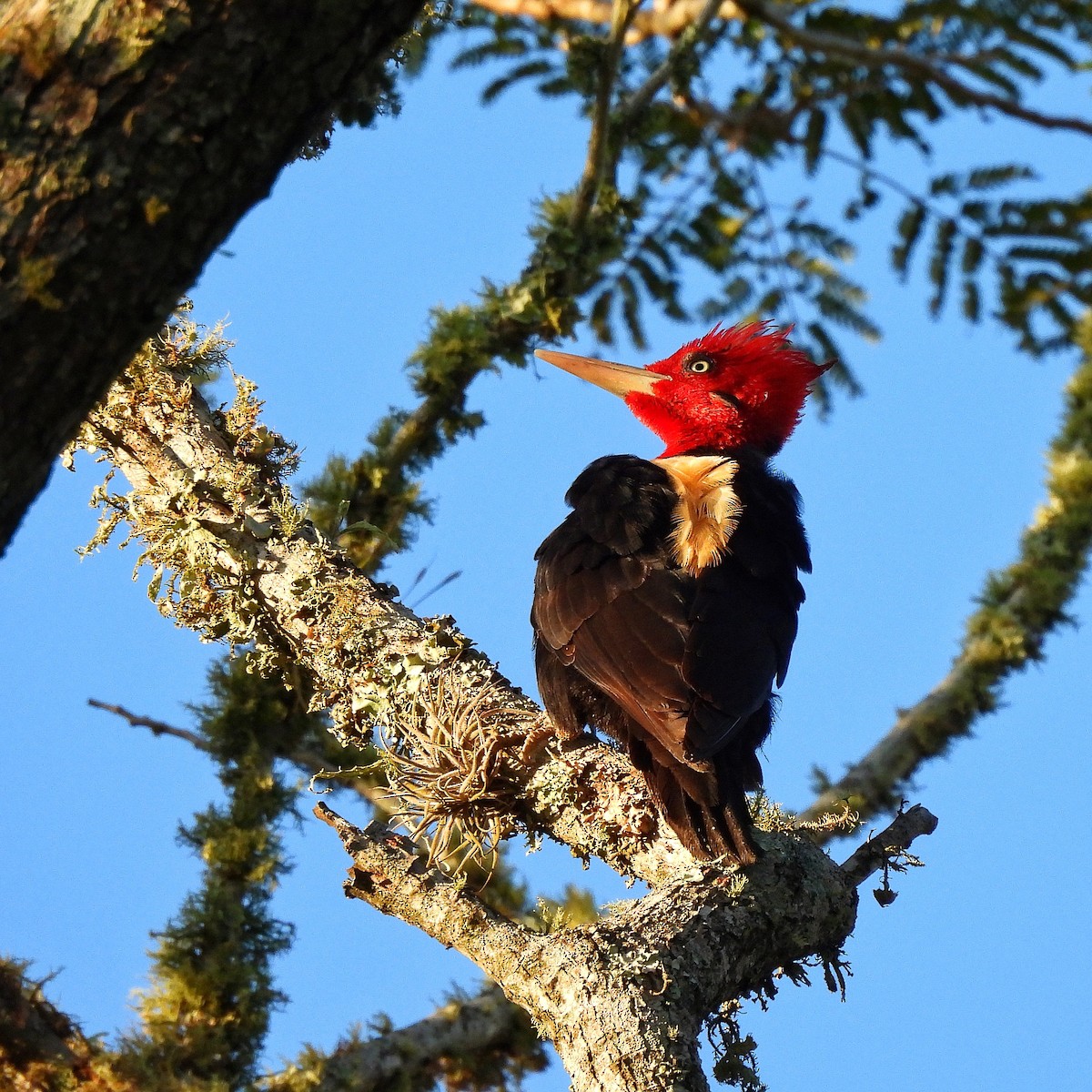 Cream-backed Woodpecker - ML586476071