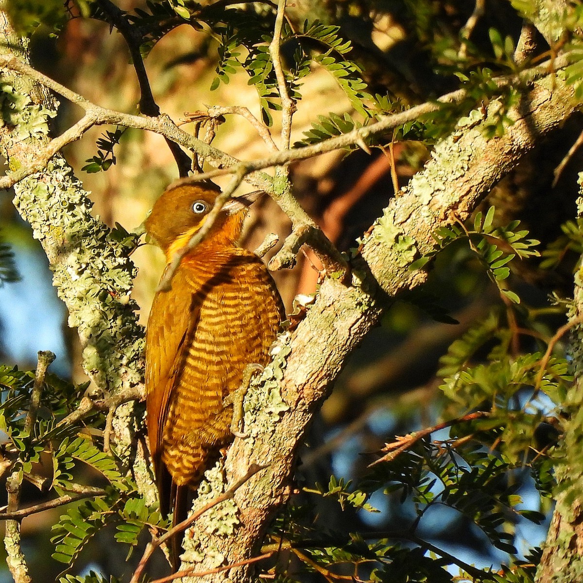 Golden-green Woodpecker - ML586476171