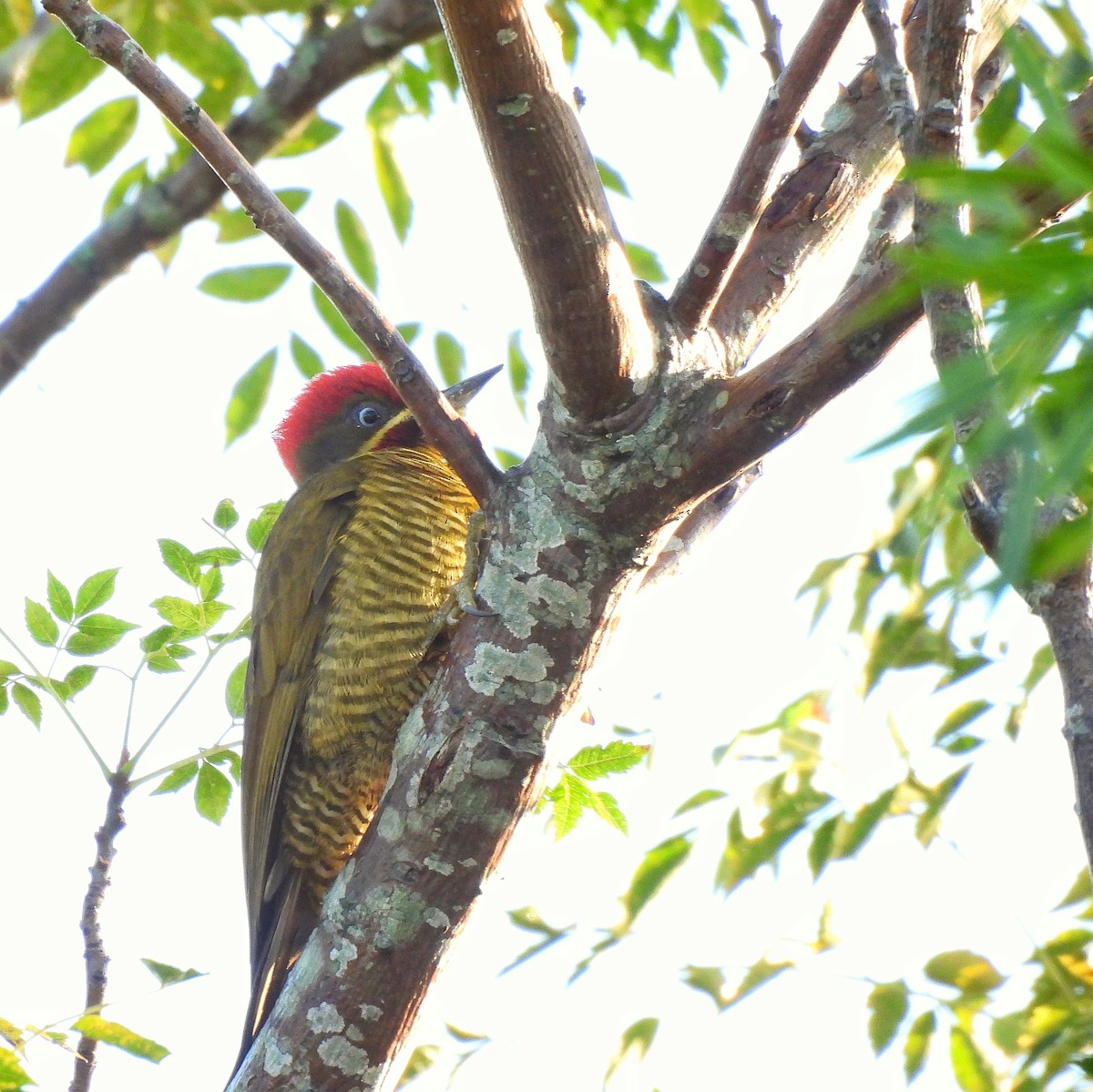 Golden-green Woodpecker - ML586476181