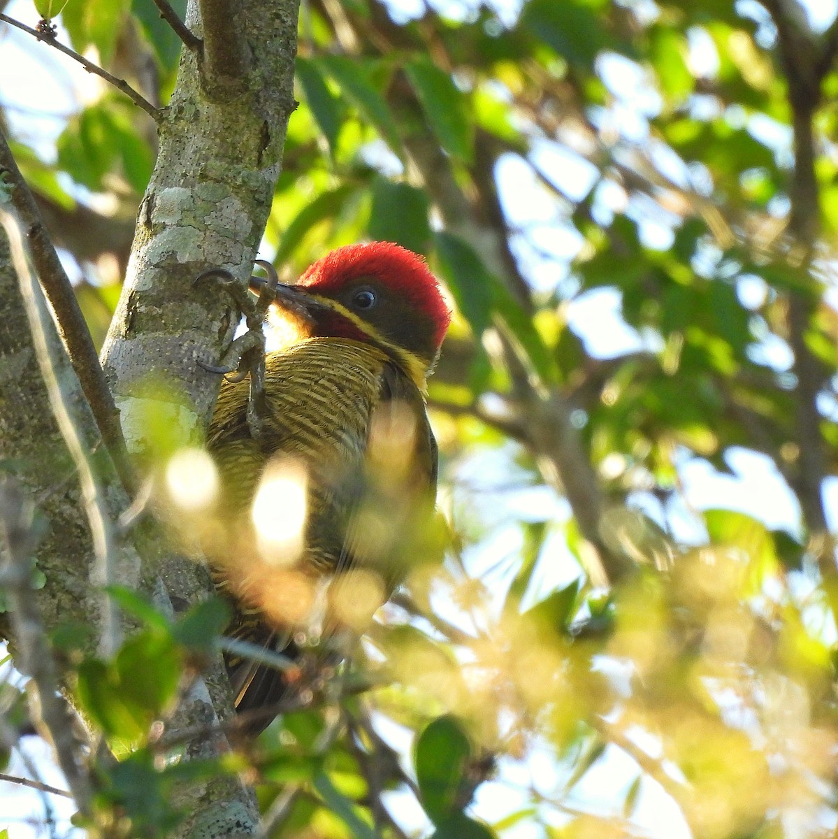 Golden-green Woodpecker - ML586476191