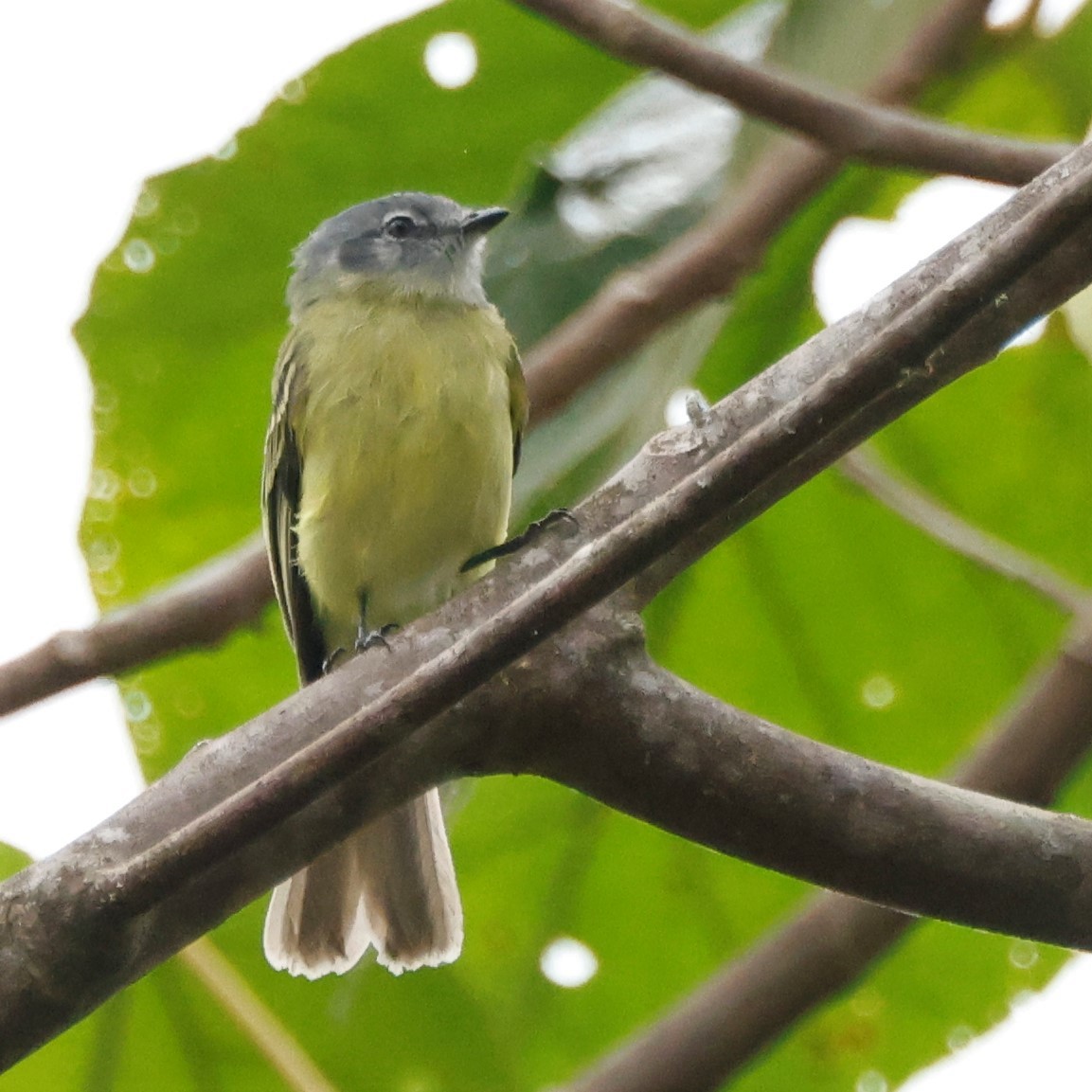 Plumbeous-crowned Tyrannulet - John Mills