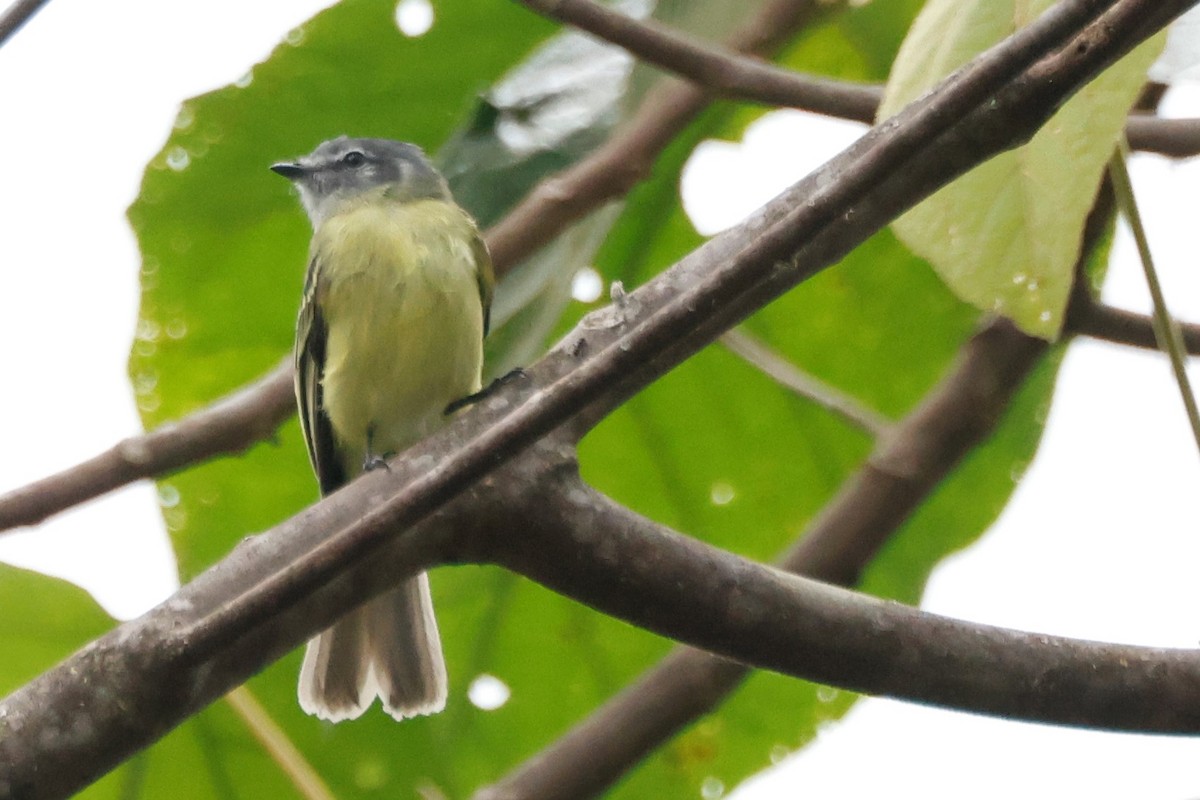 Plumbeous-crowned Tyrannulet - John Mills