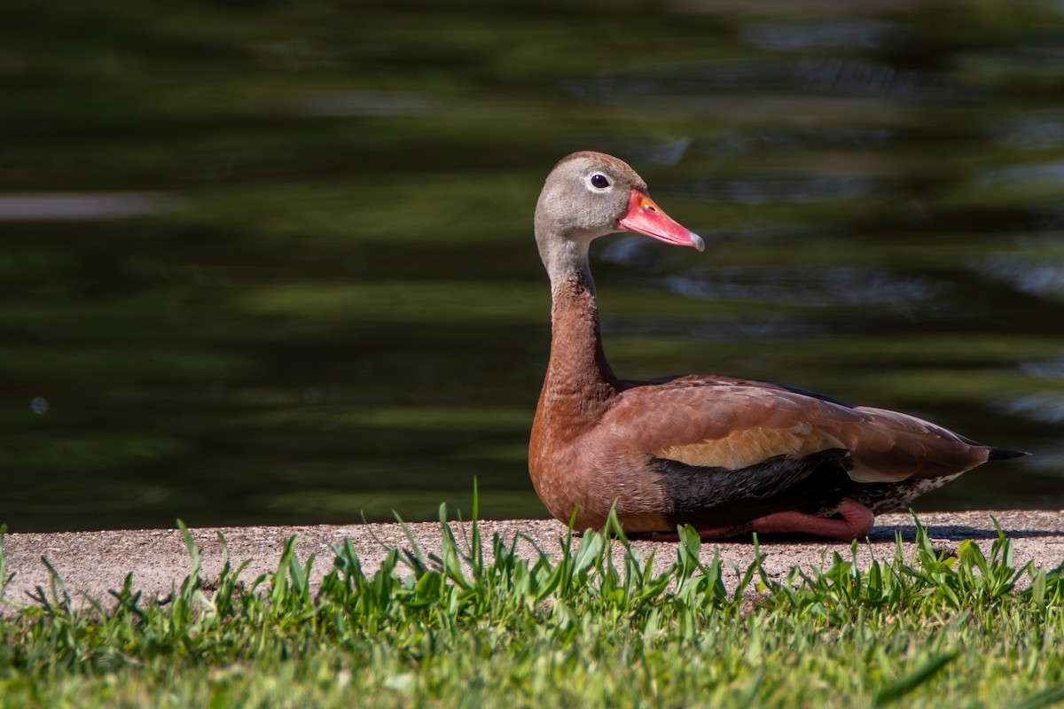 Black-bellied Whistling-Duck - Percy Ulsamer