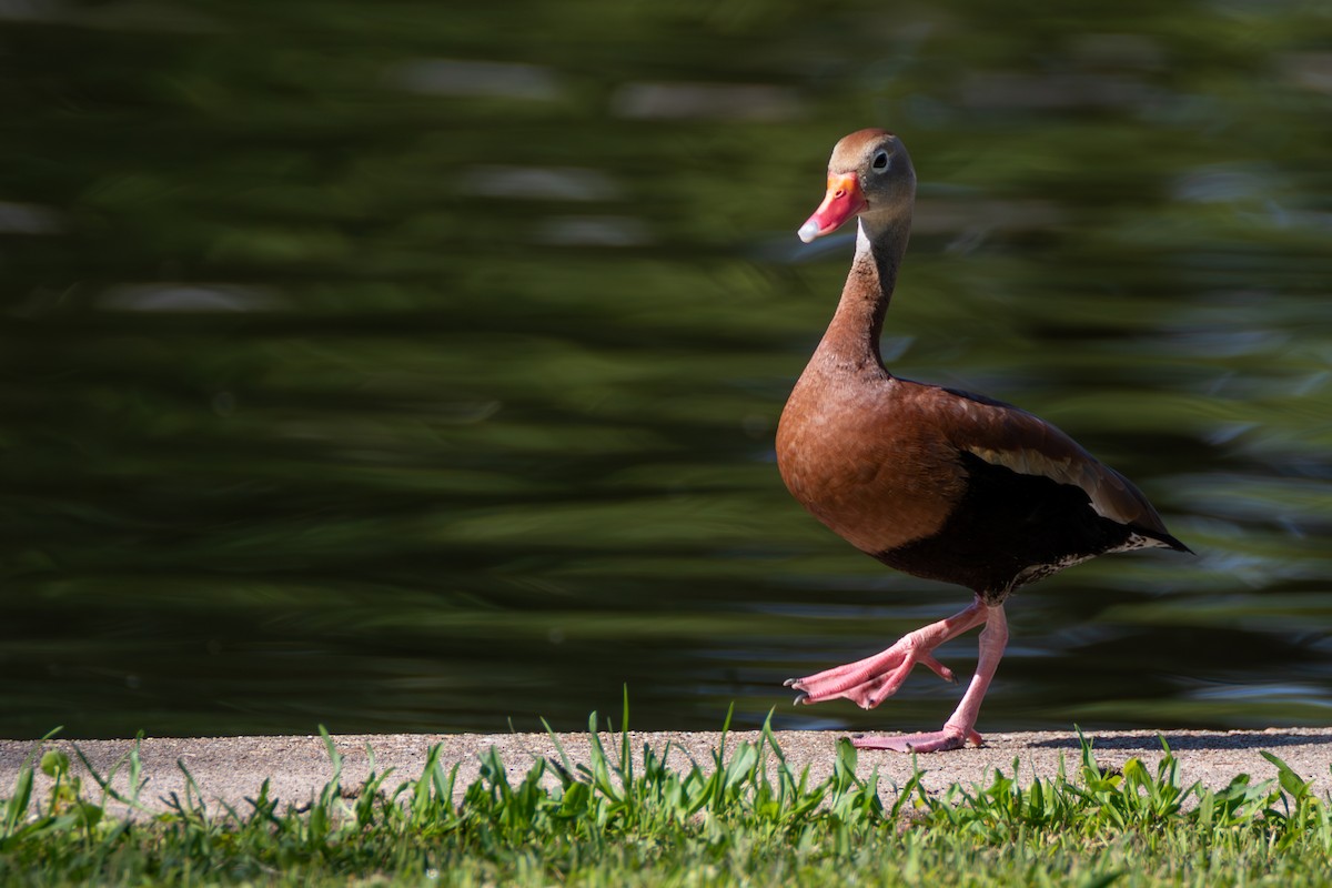 Black-bellied Whistling-Duck - Percy Ulsamer