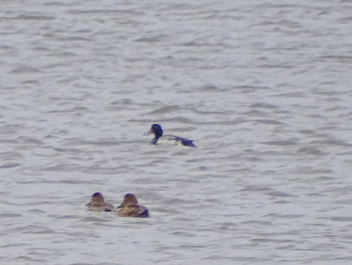 Greater Scaup - ML586477171